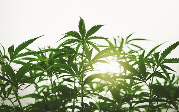 Cannabis plants in an outdoor setup