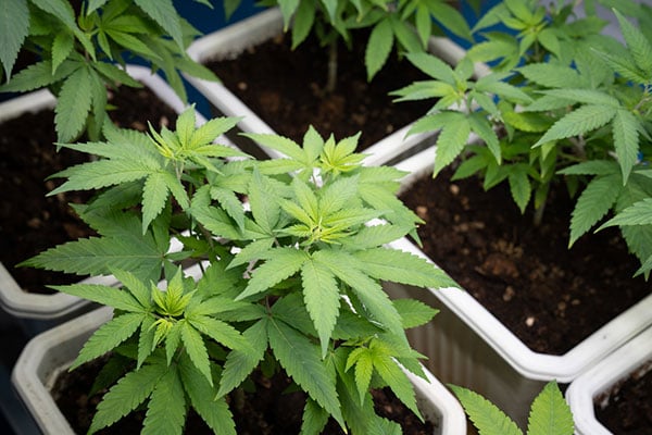 Cannabis plants in soil-filled growing pots