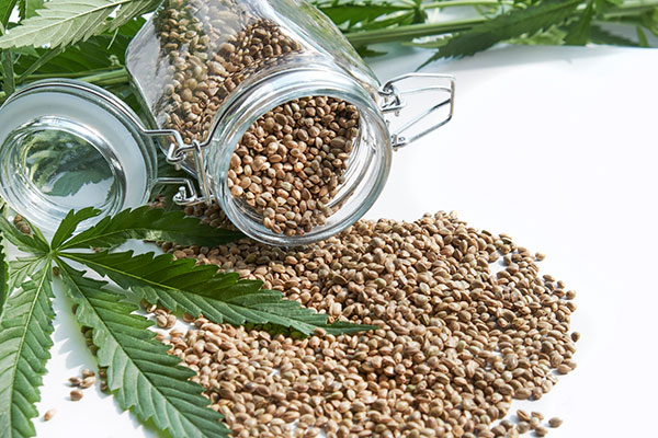 Cannabis seeds and green cannabis leaf isolated on a white background