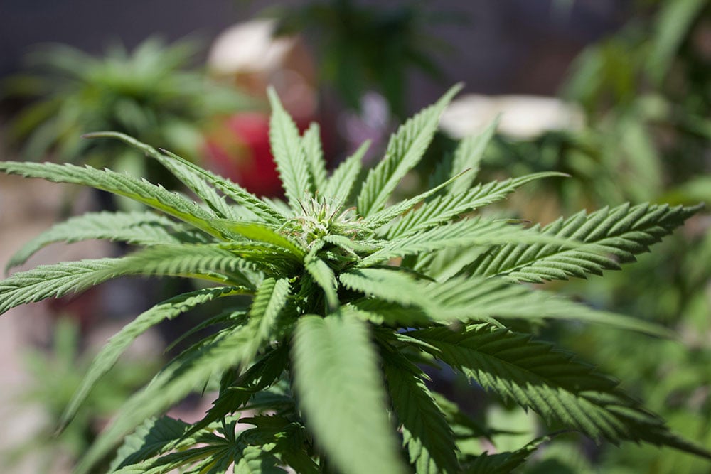 Close-up of a Healthy Cannabis Plant Outdoors