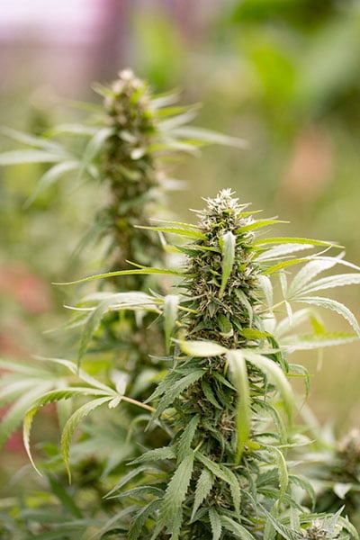 Close up of cannabis bud in an outdoor garden