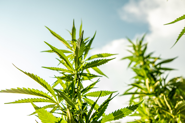 Current Legal Frameworks for Home Growers north carolina