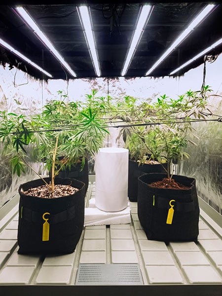 Indoor cannabis plants with light grow spectrum