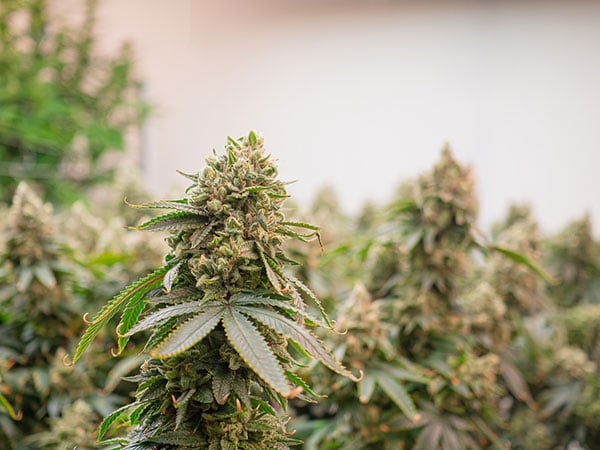 Marijuana plants ready for harvest
