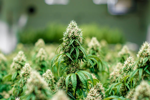 Maturing indoor cannabis plants with visible pistils