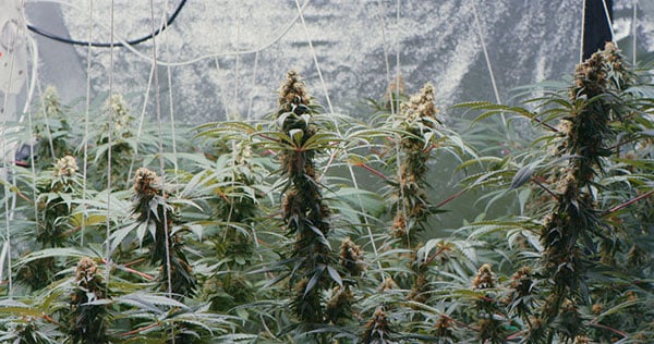 A photo of marijuana plants grown indoors