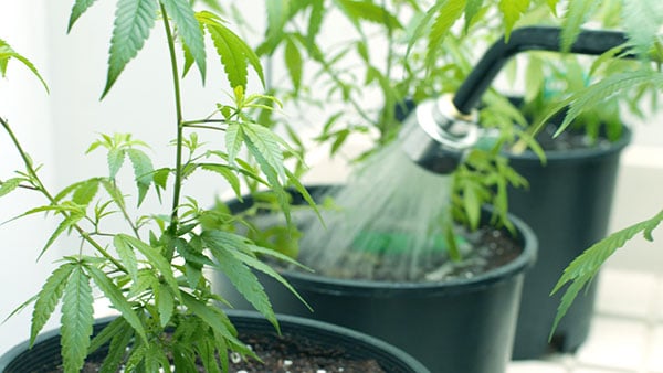 Watering a cannabis plant