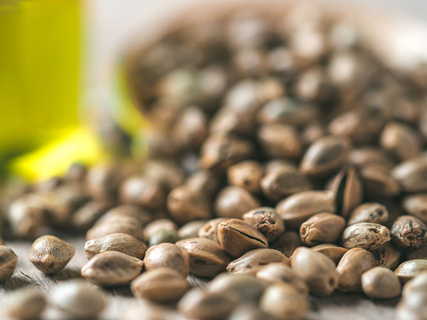 get optimal cannabis seeds for your region in minnesota