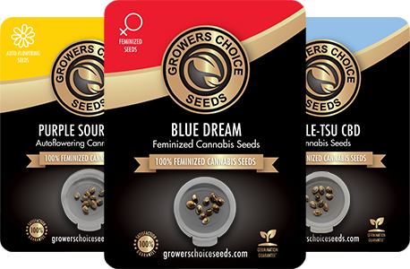 Buy Cannabis Seeds in USA