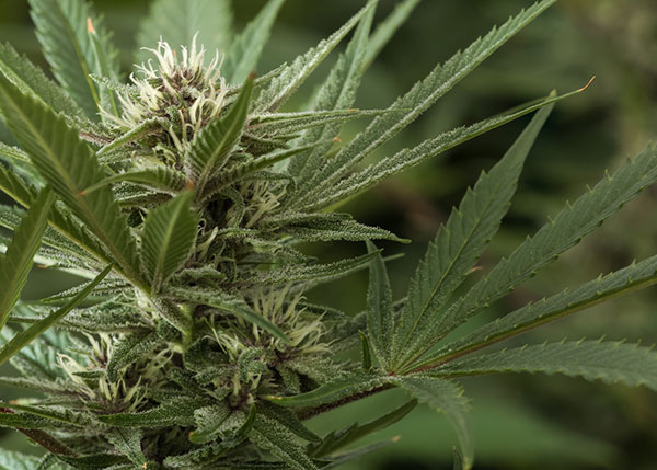 navigating cannabis growing in harsh wisconsin weather