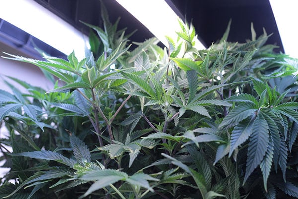 optimize your yield for your indoor grow setup
