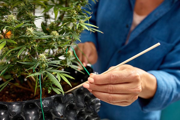 start cultivating cannabis in kansas