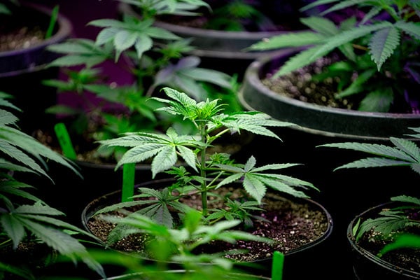 A close up of young cannabis plants