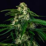 Wizard Punch Feminized Seeds