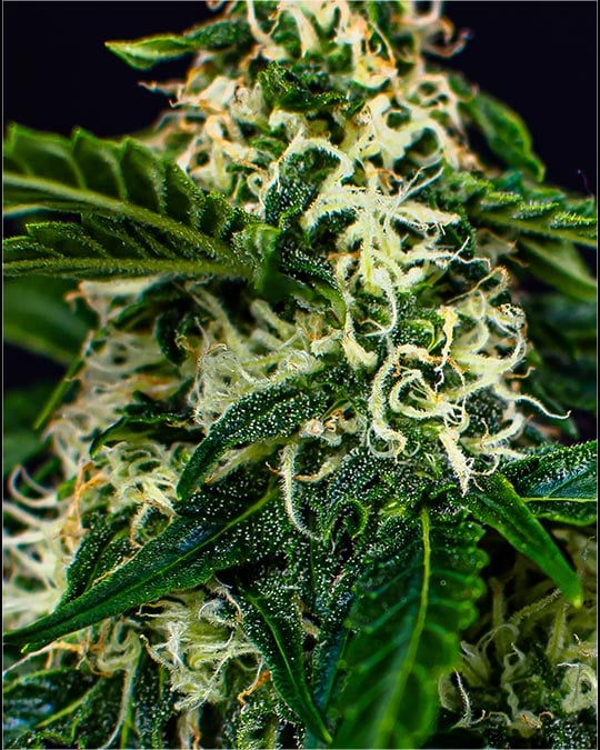 Buy Wizard Punch Feminized Seeds