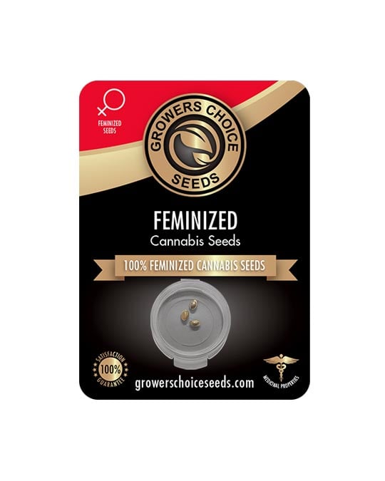 Buy Cheetah Piss Feminized Seeds