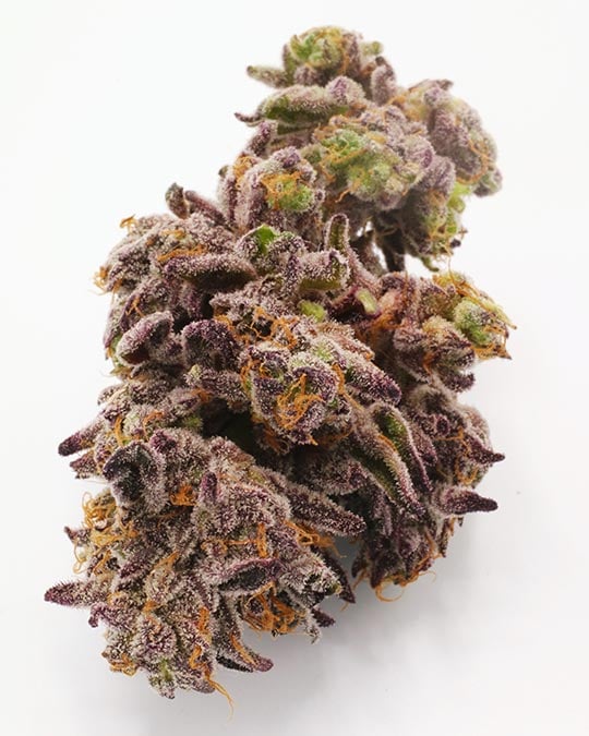 Buy Cheetah Piss Feminized Seeds