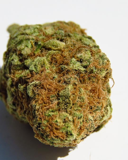 Buy Chemdog 91 Feminized Seeds