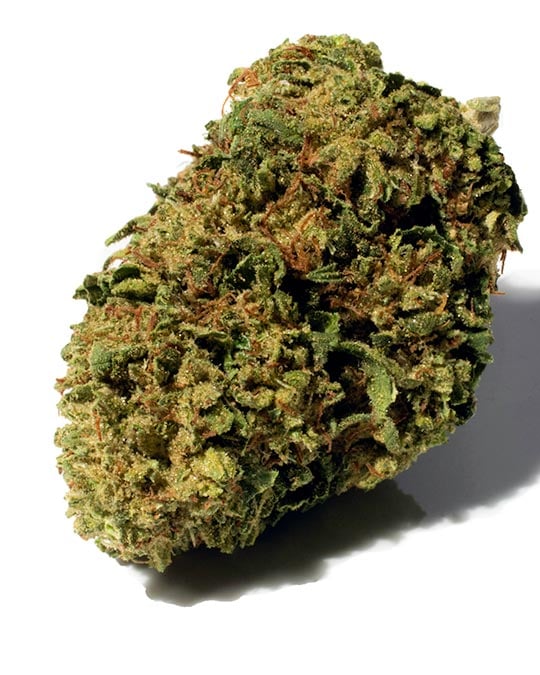 Buy Pure Haze Feminized Seeds
