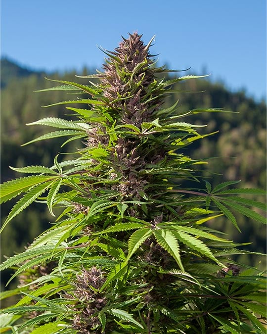 Buy Cheetah Piss Feminized Seeds