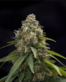 Buy Chemdog 91 Feminized Seeds