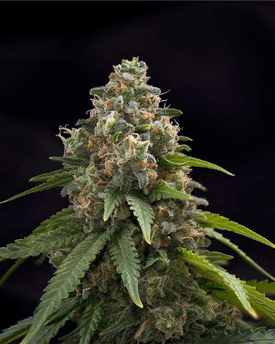 Buy Chemdog 91 Feminized Seeds