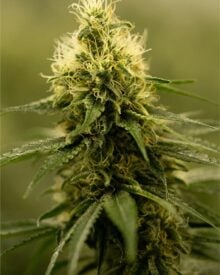 Buy Neville’s Haze Feminized Seeds