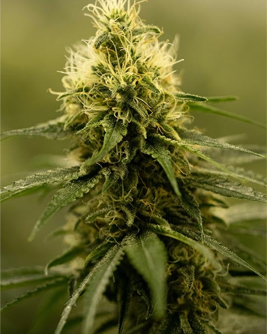 Buy Neville’s Haze Feminized Seeds