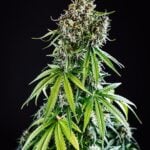 Pink Lemonade Auto