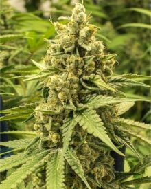 Buy Pure Haze Feminized Seeds
