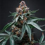Tropicana Cherry Auto