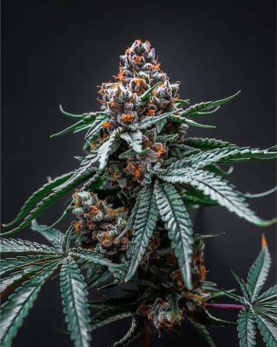 Buy Tropicana Cherry Auto