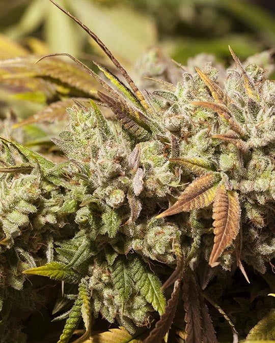 Buy Cheetah Piss Feminized Seeds