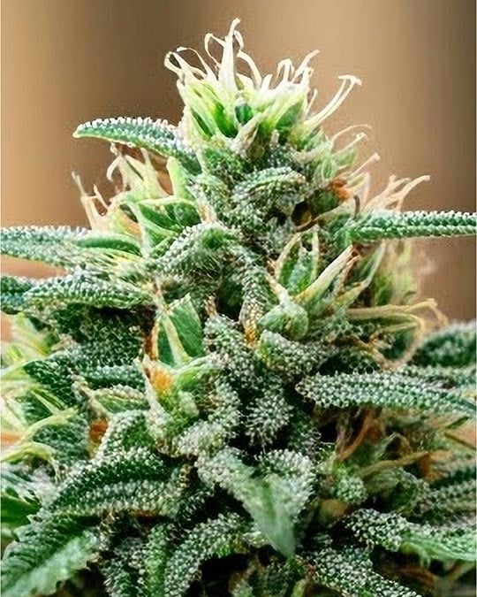 Buy Four Way Feminized Seeds