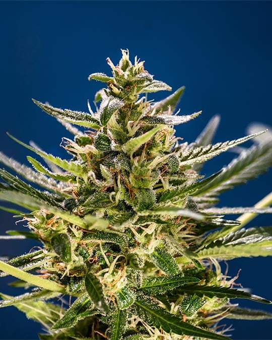 Buy Pink Lemonade Auto