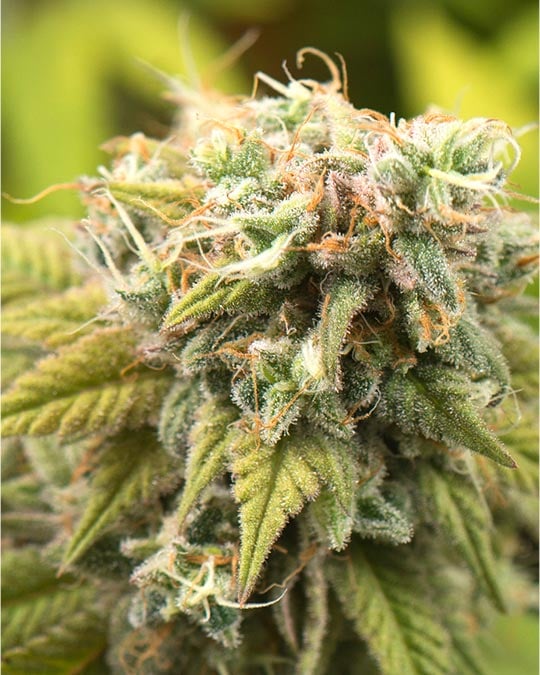 Buy Pure Haze Feminized Seeds