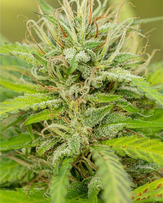 Buy Sweet Tooth Feminized Seeds