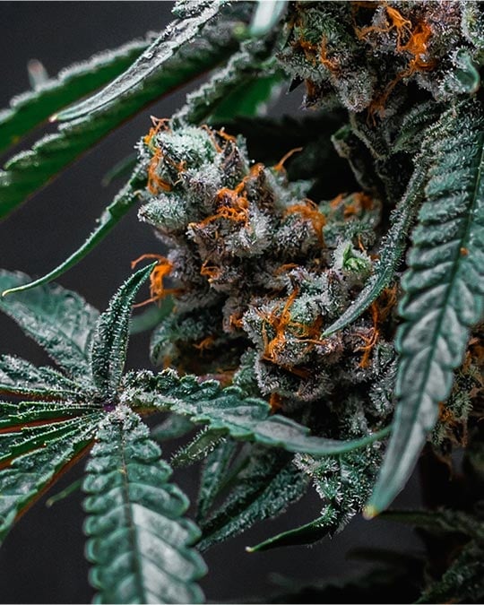 Buy Tropicana Cherry Auto