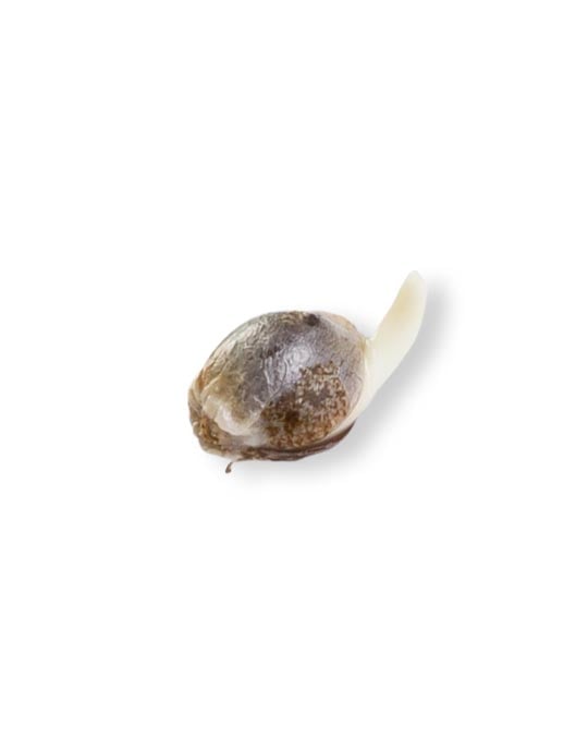 premium cannabis seed strain four way