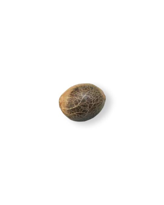 pink lemonade auto cannabis seed