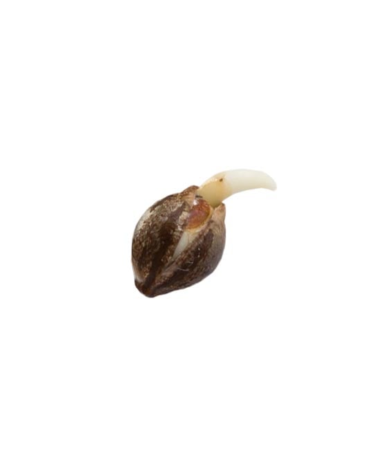 sweet tooth premium cannabis seed