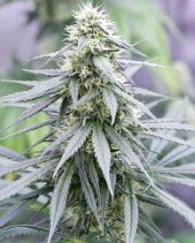 Buy Sour Tangie