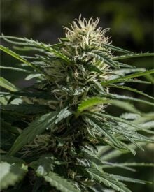 buy-premium-feminized-cannabis-cap-junky