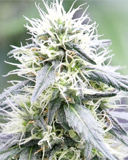 Buy Sour Tangie