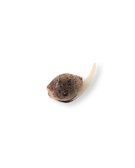 freakshow cannabis seed
