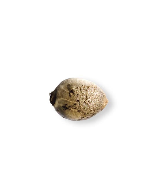 gello shotz cannabis seed