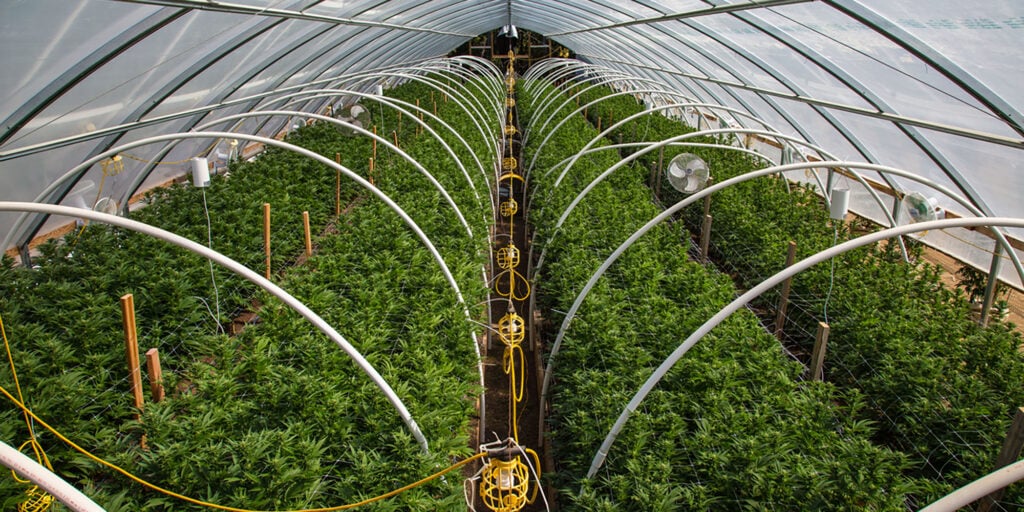 Growing cannabis in a greenhouse blends the natural advantages of outdoor cultivation with the control of indoor setups.