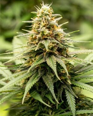 buy-premium-feminized-cannabis-sirius-black
