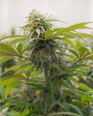 buy-premium-feminized-cannabis-the-toad