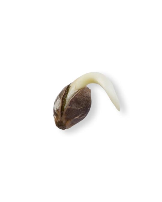 permanent marker cannabis seed